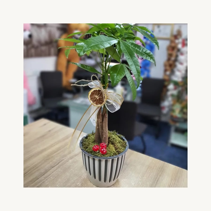 Pachira Para Ağacı