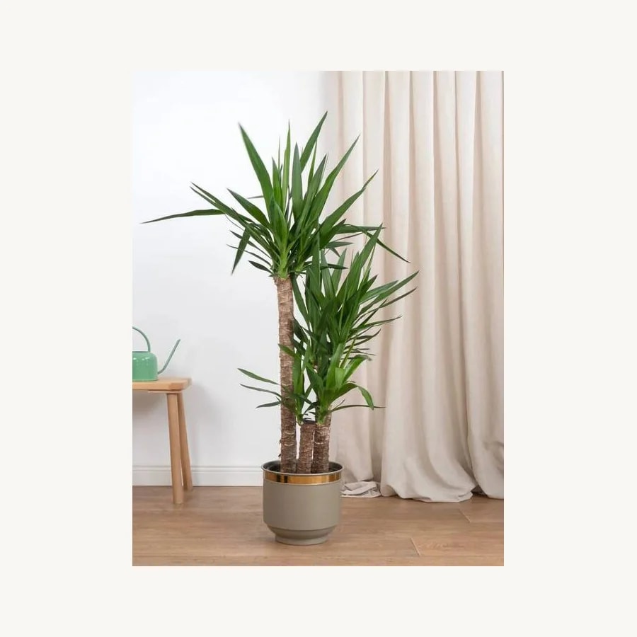 Üç Köklü 140cm Yuka Bitkisi