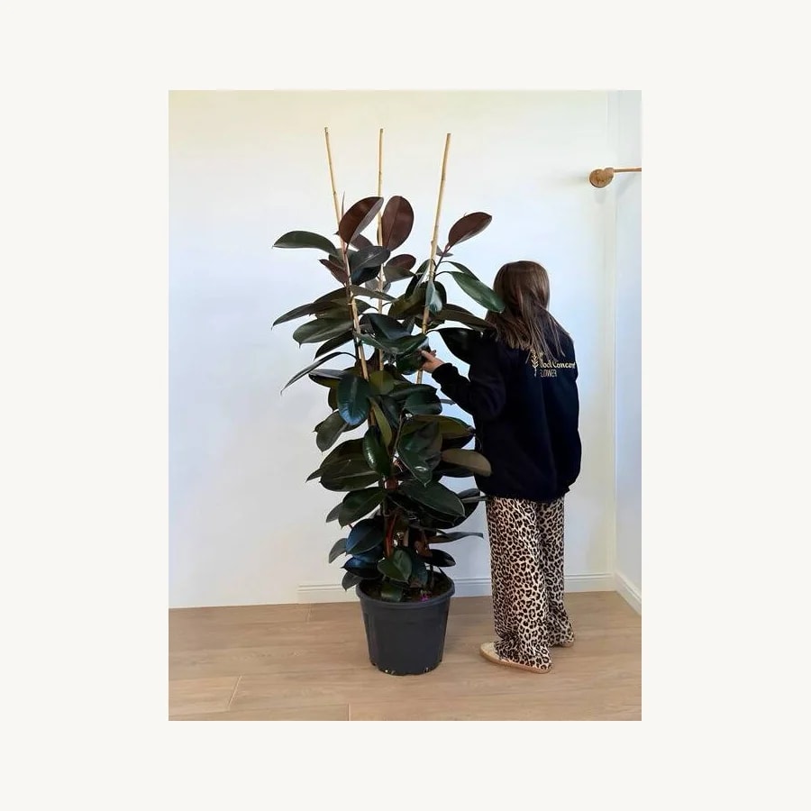 Üç Köklü Ficus Kağuçuk Bitkisi 170cm